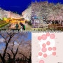 2024 울산 벚꽃 개화시기 및 벚꽃명소 가볼만한곳 TOP3