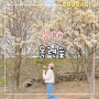 김해 목련숲 24년 3월 개화상태 주차 경남 부산근교 꽃구경