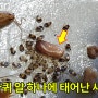 바퀴벌레 알, 싱크대 바퀴벌레 박멸 방법 및 사례