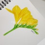 수채화 꽃그림 보태니컬아트 Botanical Art로 그린 프리지아