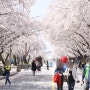 [2024 벚꽃여행 리스트] 안동 벚꽃축제 기본정보 및 주차