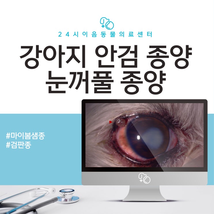 강아지 안검/눈꺼풀 종양(마이봄샘종, 검판종) 수술[산척동 동물병원] : 네이버 블로그