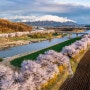 [2024 벚꽃여행 리스트] 충북 보은 벚꽃길 축제 기본정보, 주차