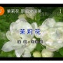 (중국노래) Jasmine Flower茉莉花(가사*병음*해석)