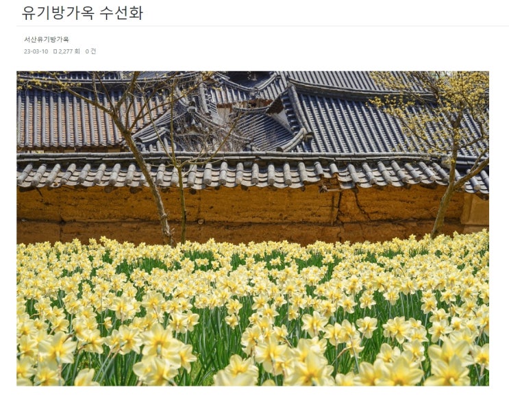 봄꽃 수선화 축제 서산유기방가옥 볼거리