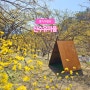 3월 경기도 가볼만한곳 이천 산수유마을 볼거리 산수유축제 꽃구경 실시간 개화현황