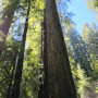 캘리포니아 여행 레드우드 국립공원 트레일 추천 Jedediah smith Redwood national park