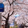 2024년 벚꽃 개화시기 및 벚꽃명소
