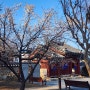 영천 가볼만한곳 매화 산수유 꽃 나들이 숭렬공원 숭렬당
