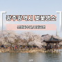 광주 벚꽃 개화시기 명소 2곳 추천 운천저수지 중외공원