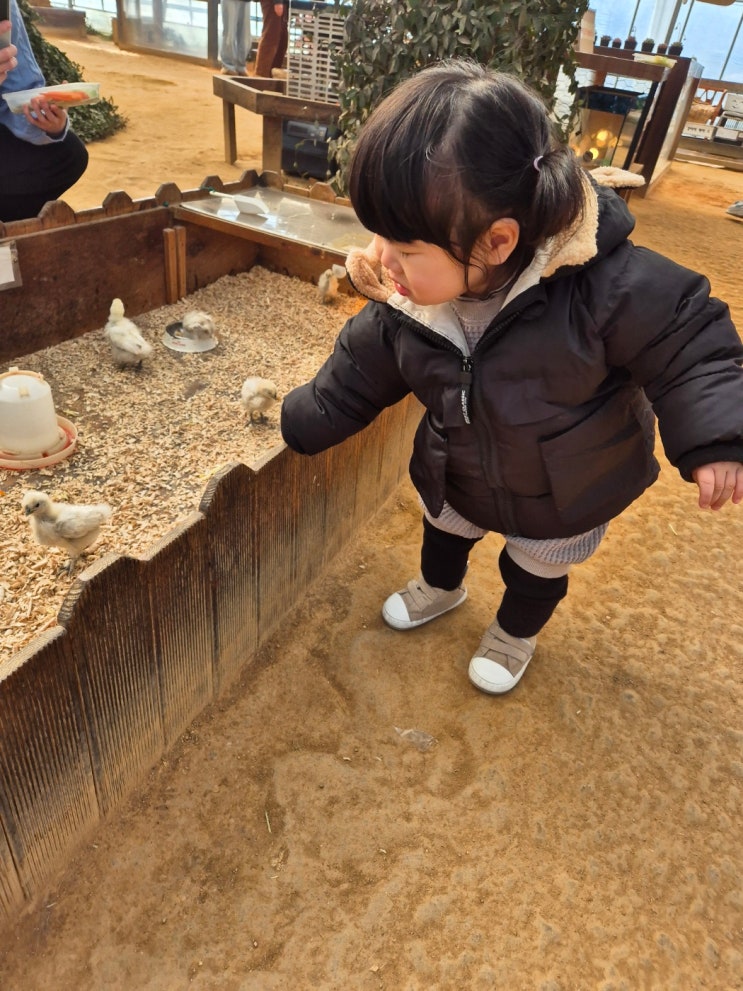 부천 대장동 나눔농장 아기 동물 먹이주기 체험 후기(ft....