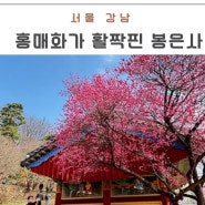 서울 매화 명소 매화가 활짝 핀 봉은사 실시간 사진 찍기 좋은 장소 4곳