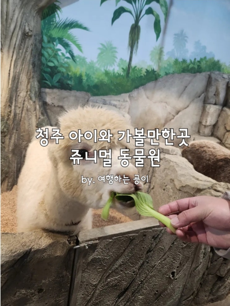 청주 아이와 가볼만한곳 쥬니멀 동물원