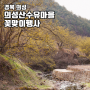 경북 의성 의성산수유마을 산수유꽃축제 의성산수유마을꽃맞이행사 주차 개화상황