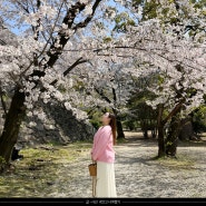 후쿠오카 벚꽃 개화시기 4월 축제 명소 마이즈루 공원