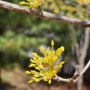 3월중순 우리동네 산수유꽃 개화 (꽃말 지속,불변)