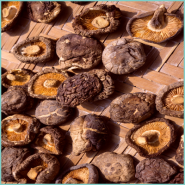 표고버섯 효능 보관법 요리 암환자 영양식