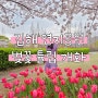 김해 연지공원 벚꽃 개화상황 튤립 최근 방문 후기