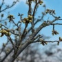 수도권 데이트 벚꽃 매화나무를 볼수있는 에버랜드 하늘정원길.(24년 3월 16일 방문했는데 매화 개화아직안함)