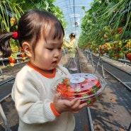 울산 아이와 갈만한 곳 :: 딸기 수확체험부터 딸기케이크 만들기까지 아이들 놀기 좋았던 나리베리