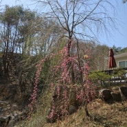 수양 홍매화 - 휘휘 늘어진 가지에 봄이 내렸다.