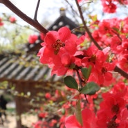 봄이 오면 산수유, 매화, 벚꽃길을 다 만날 수 있는 대전 우암사적공원으로 고고링//