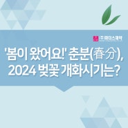 '봄이 왔어요!' 춘분(春分), 2024 벚꽃 개화시기는?