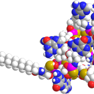 바이오 CMO RNA 관련주, 에스티팜 제론 주가 급등 고찰