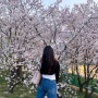24년 벚꽃 개화시기 및 경기도 벚꽃 명소 추천