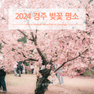 2024년 경주 벚꽃 개화시기 경주 벚꽃 명소