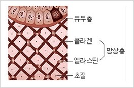 피부의 구조(3) 진피의 구조 알아보아요! : 네이버 블로그