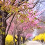 서울 3월 가볼만한곳 숨은 매화 명소 상암 노을공원 꽃구경 벚꽃 살구꽃 개나리 봄꽃 데이트