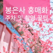 봉은사 홍매화 주차 정보 및 촬영 꿀팁!