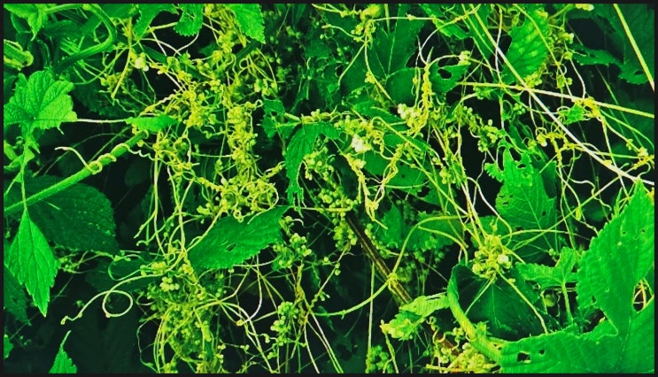 토사자 효능 (새삼, 새삼배, 조마, 조이마, 금선초, 당몽, 토구, 토로, 토루, 토사실, 옥녀, 적망) : 네이버 블로그