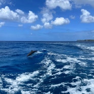 2024년 1월 대가족 4박5일 괌여행 네번째날, 파란트래블과 함께한 파란 돌핀크루즈-돌고래/돌핀투어 찐후기!