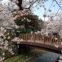 벚꽃축제 명소 가득한 봄꽃의 초대