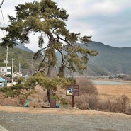 청도 매전면 솔 담배와 처진소나무