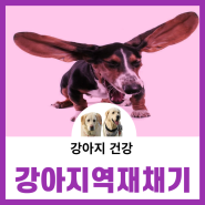 강아지 역재채기 리버스스니징 거위소리 원인과 증상 대처방법