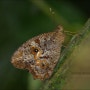 Amphidecta Satyr_에콰도르 나비 #166