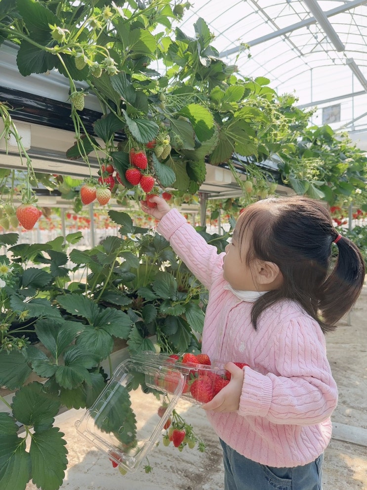 두돌 아기랑 별마을딸기체험농장 후기(가격/예약)