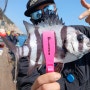 3월15일 녹동보스호 2호 돌돔덜덜이 낚시 조행기 (돌돔덜덜이채비 장비소개)