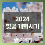 2024 벚꽃 개화시기와 전국 벚꽃 명소 소개드립니다[과천꽃판매 서림원예종묘]