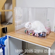 고양이 산소방, 반려동물 가정용 산소발생기계 렌탈 (대구, 구미, 전주)
