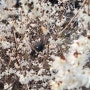 미선나무 꽃