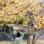 노랗게 피어나는 봄이 너무 좋은 대전<동춘당공원>