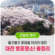 2024 대전 벚꽃명소와 축제정보까지 총정리