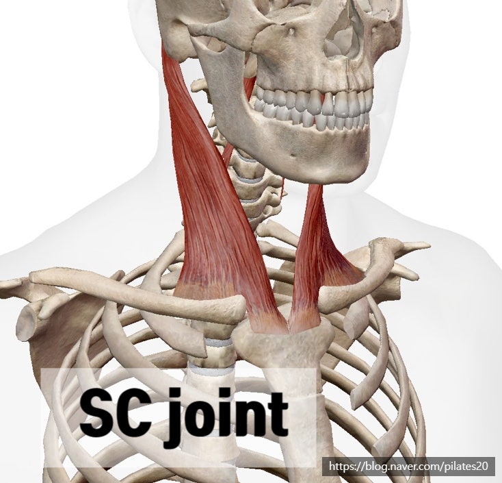 복장빗장관절(흉쇄관절) sternoclavicular SC joint : 네이버 블로그