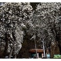 기장 정관읍 예림리 목련화 하얀 꽃길