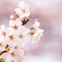 부산 계절별 행사와 벚꽃축제 명소