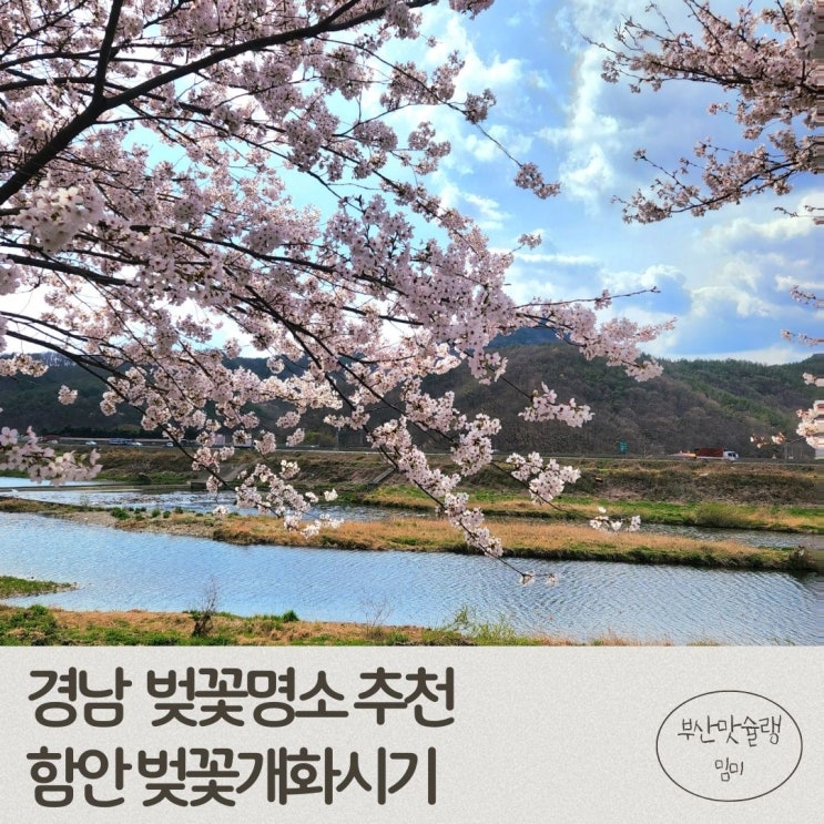경남벚꽃명소 함안 말이산 고분군 칠원천 개화시기